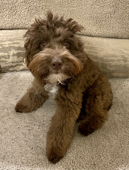 Fozzie Bear