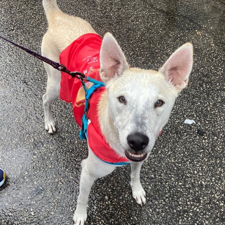 Rocko (Adopt Me)