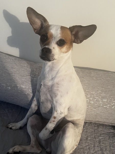 Lolita