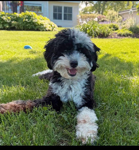 Gertrude