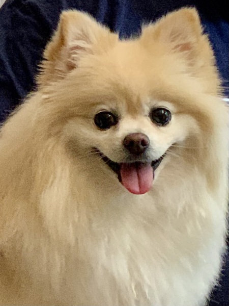 Chip