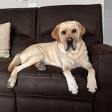 Entry image for Mack