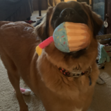 Entry image for Nala