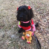 Entry image for Cookie