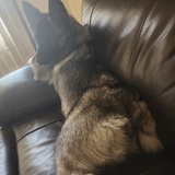 Entry image for Lady