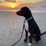 Entry image for Duke