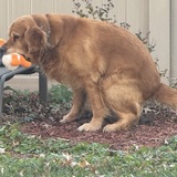 Entry image for Porty