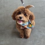 Entry image for Waffles