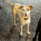 Entry image for Daisey