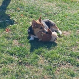 Entry image for Mylo