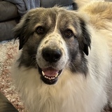 Entry image for Indy 