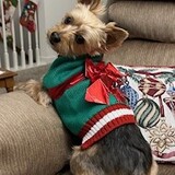 Entry image for Buddy