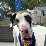 Entry image for Jakey