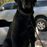 Entry image for Zeus