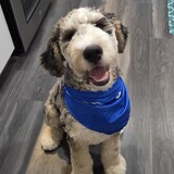 Entry image for Snickers