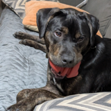 Entry image for Steyr