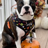 Entry image for Timmy