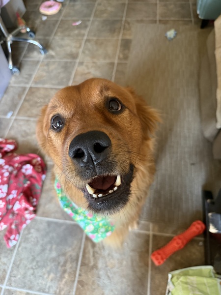 Entry image for Chloe. Clicking this image will show a larger photo