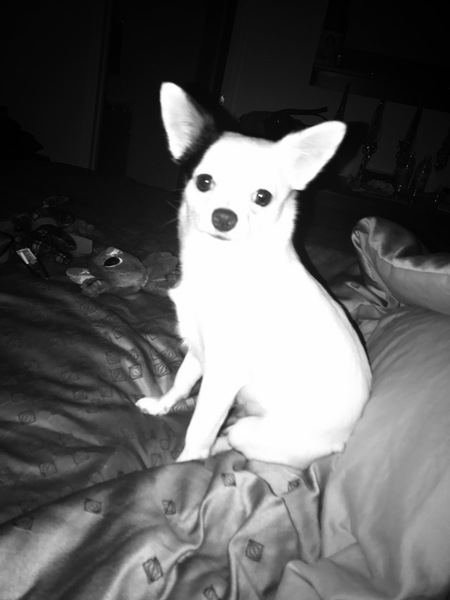 Entry image for Winston Churchill March. Clicking this image will show a larger photo