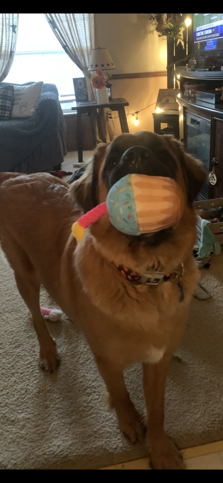 Entry image for Nala. Clicking this image will show a larger photo