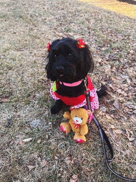 Entry image for Cookie. Clicking this image will show a larger photo