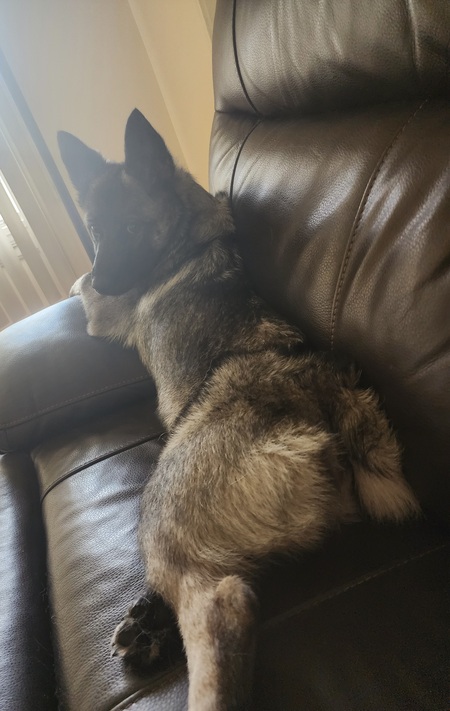 Entry image for Lady. Clicking this image will show a larger photo