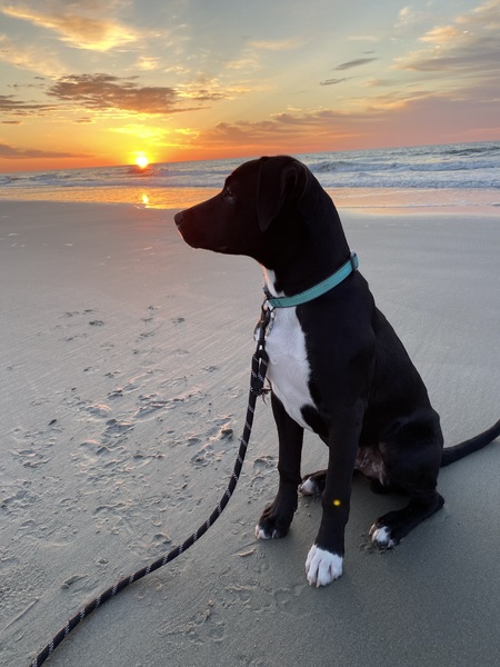 Entry image for Duke. Clicking this image will show a larger photo