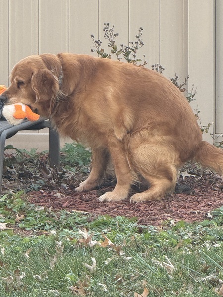 Entry image for Porty. Clicking this image will show a larger photo