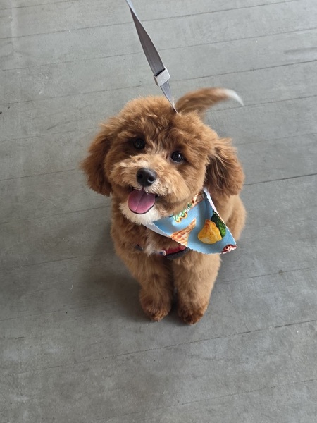 Entry image for Waffles. Clicking this image will show a larger photo