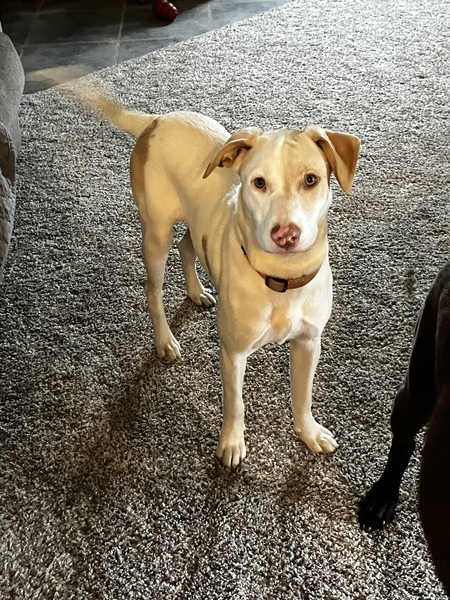 Entry image for Daisey. Clicking this image will show a larger photo