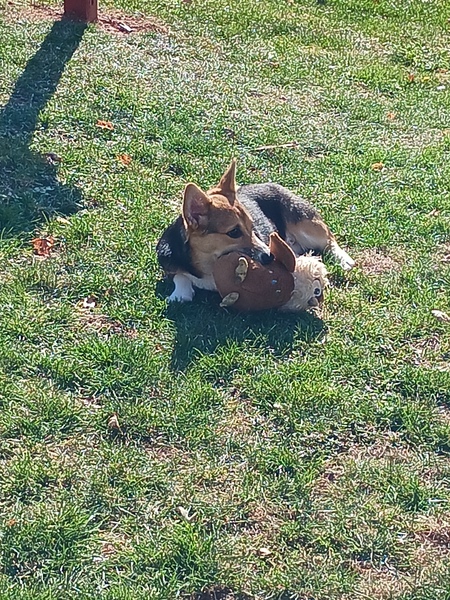 Entry image for Mylo. Clicking this image will show a larger photo