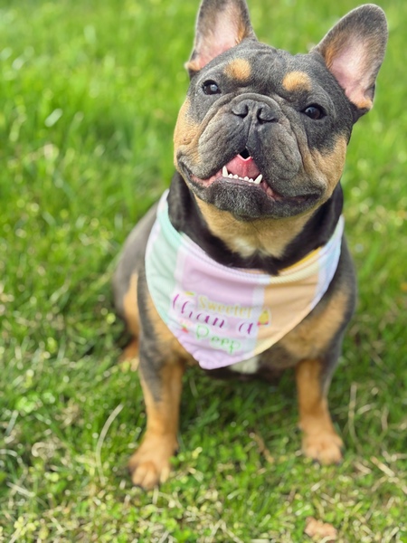 Entry image for Rory. Clicking this image will show a larger photo