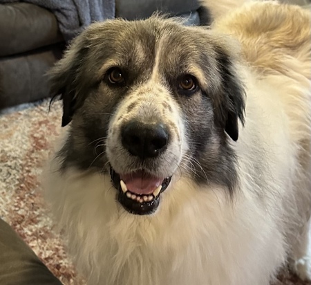 Entry image for Indy . Clicking this image will show a larger photo