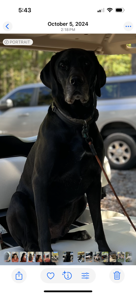 Entry image for Zeus. Clicking this image will show a larger photo