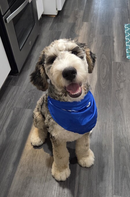 Entry image for Snickers. Clicking this image will show a larger photo