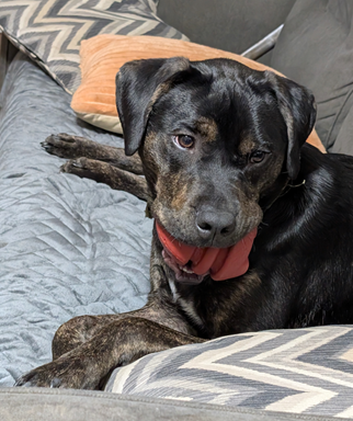 Entry image for Steyr. Clicking this image will show a larger photo