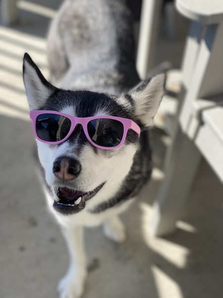 Entry image for Luna. Clicking this image will show a larger photo