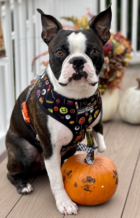 Entry image for Timmy. Clicking this image will show a larger photo