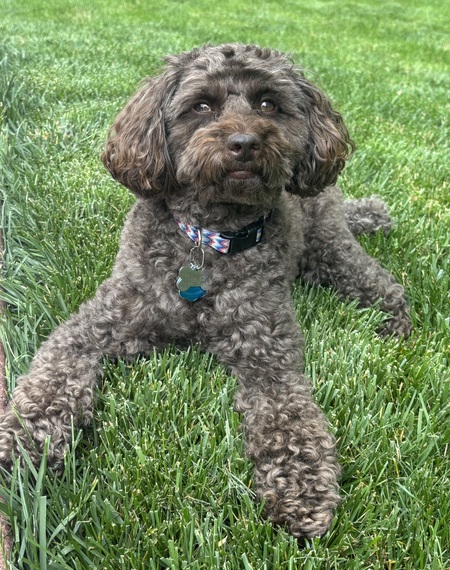 Entry image for Tucker. Clicking this image will show a larger photo