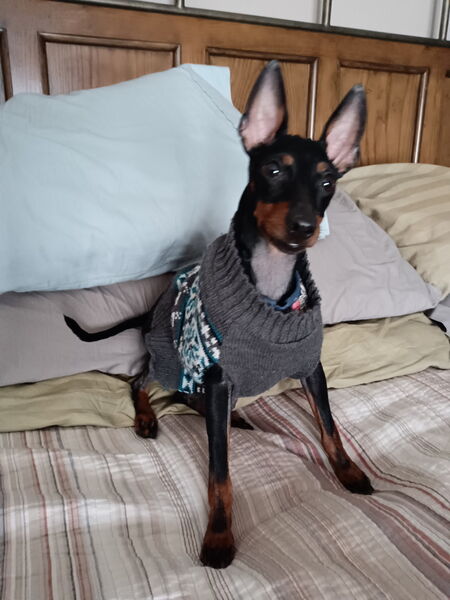 Entry image for Dante. Clicking this image will show a larger photo