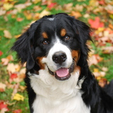 Entry image for Darryl Dixon 