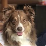 Entry image for Maverick