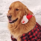 Entry image for Ginger