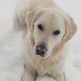 Entry image for Odin 