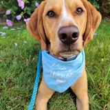 Entry image for Archer