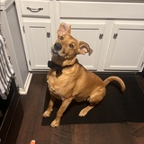 Entry image for Prince Charles “Charlie”