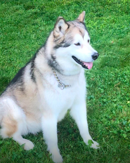 Nova