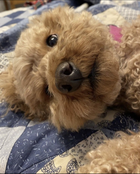 Bella