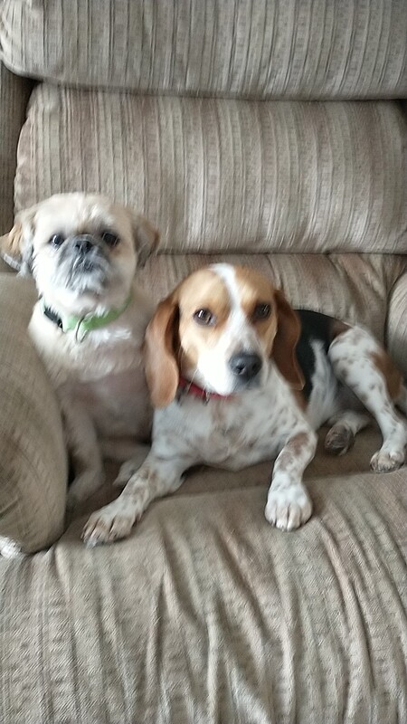 Entry image for Miracle & Lucy. Clicking this image will show a larger photo