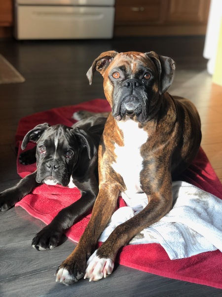 Buxton and Brindle